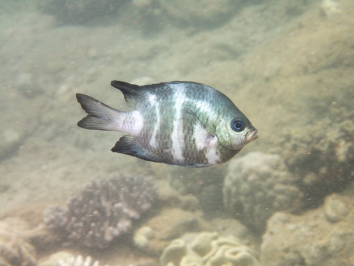 Amblyglyphidodon curacao