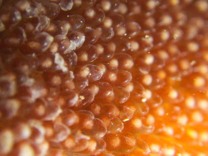 Amphiprion melanopus