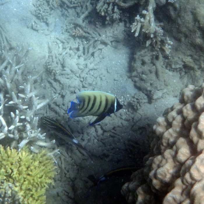 Pomacanthus sexstriatus