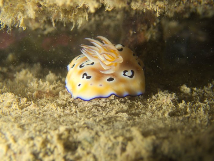 Chromodoris leopardus