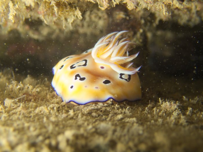 Chromodoris leopardus