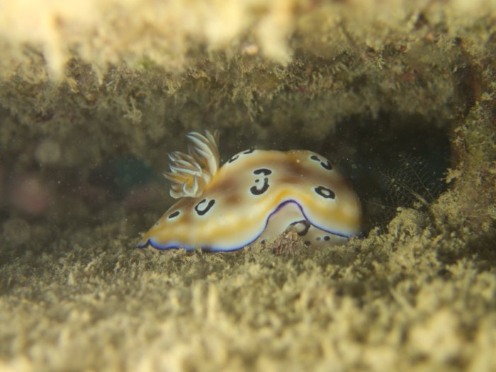 Chromodoris leopardus