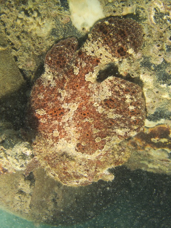 Antennarius commerson