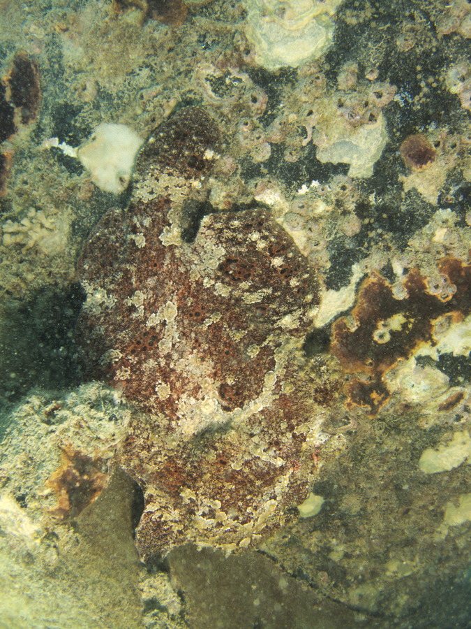 Antennarius commerson