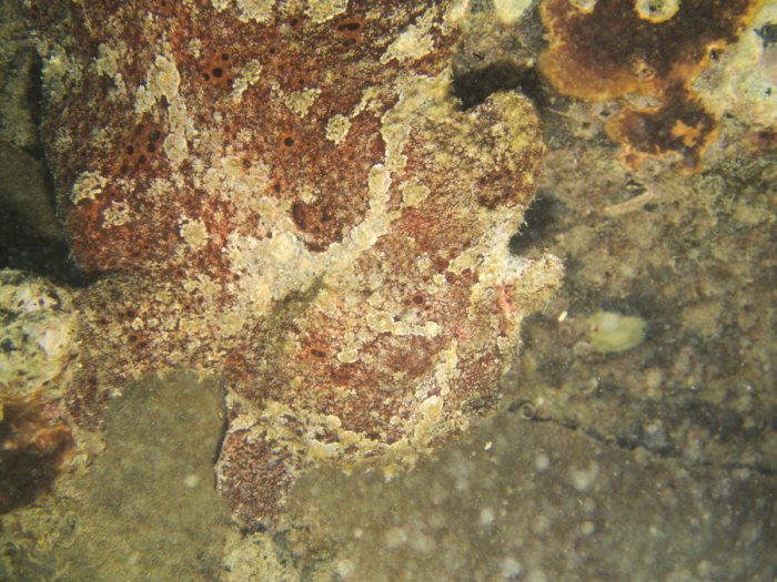 Antennarius commerson