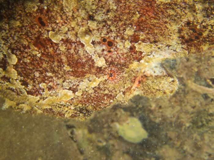 Antennarius commerson