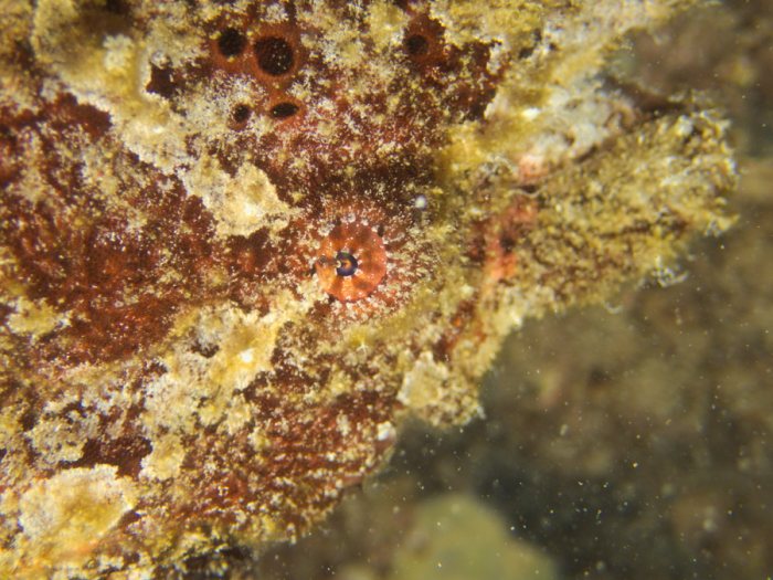 Antennarius commerson
