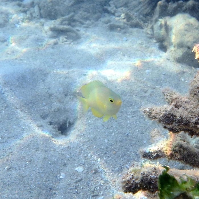 Pomacentrus moluccensis