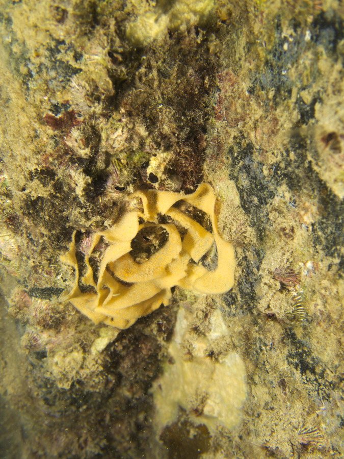 Chromodoris leopardus