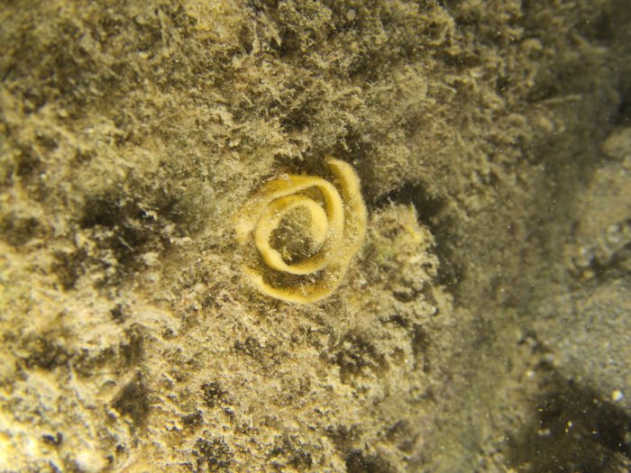 Chromodoris leopardus