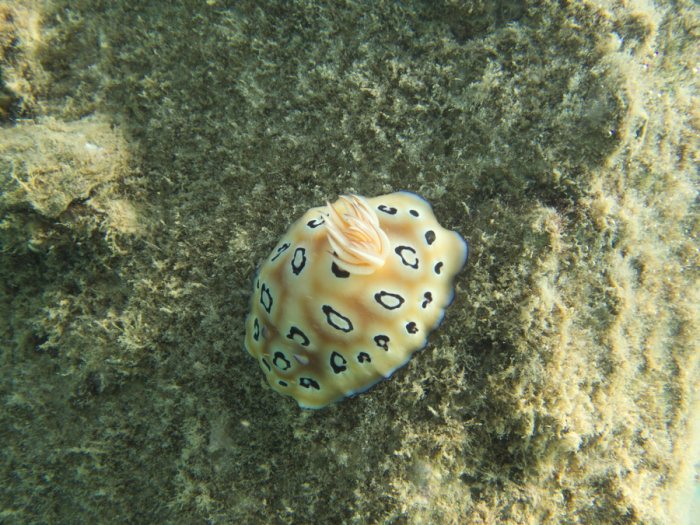 Chromodoris leopardus