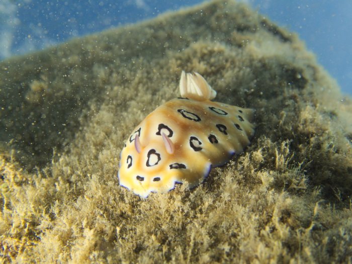 Chromodoris leopardus