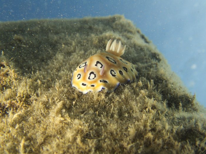 Chromodoris leopardus