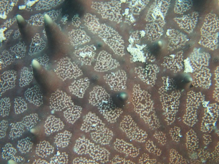Pentaceraster alveolatus