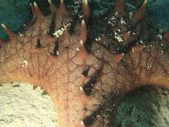 Pentaceraster alveolatus