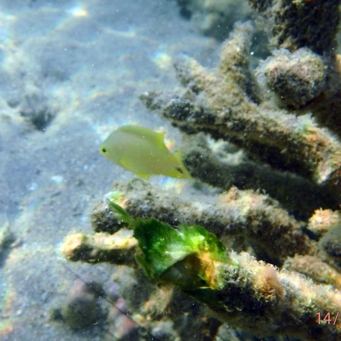 Pomacentrus moluccensis