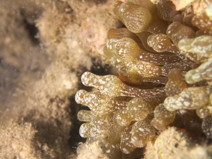 Anémone de mer