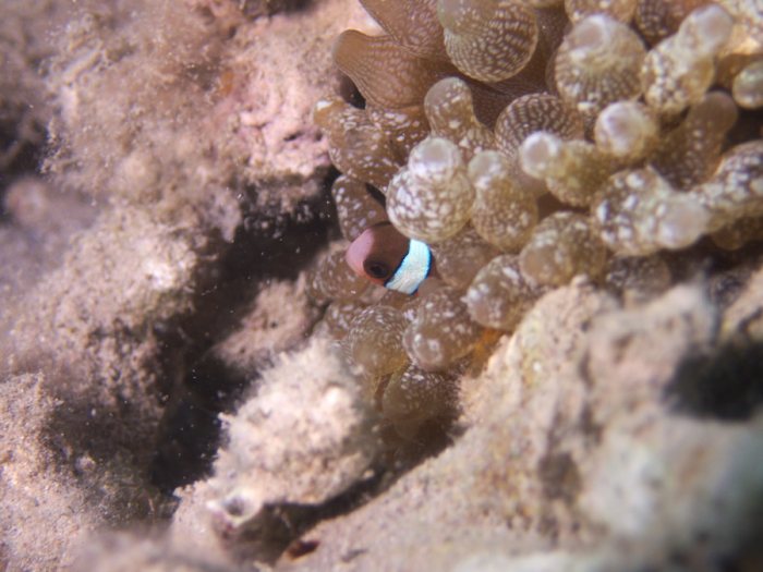 Amphiprion melanopus