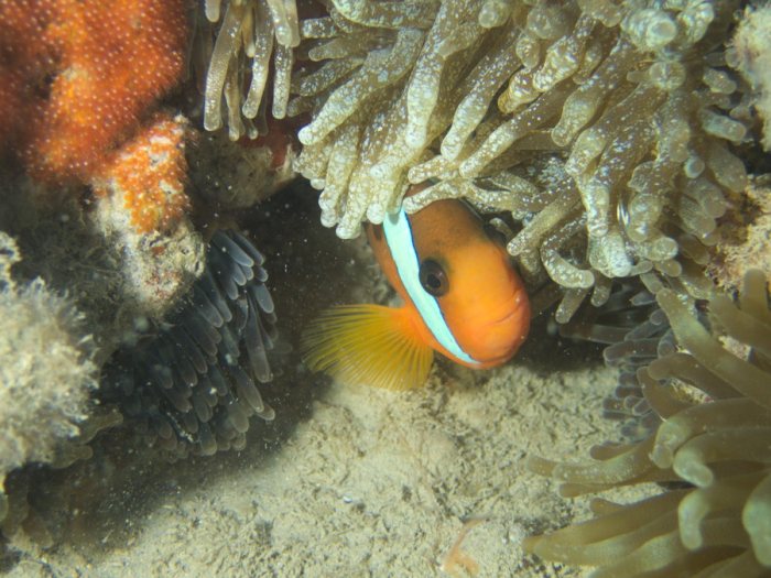 Amphiprion melanopus