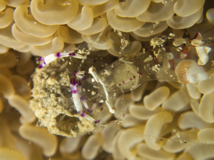 Periclimenes magnificus