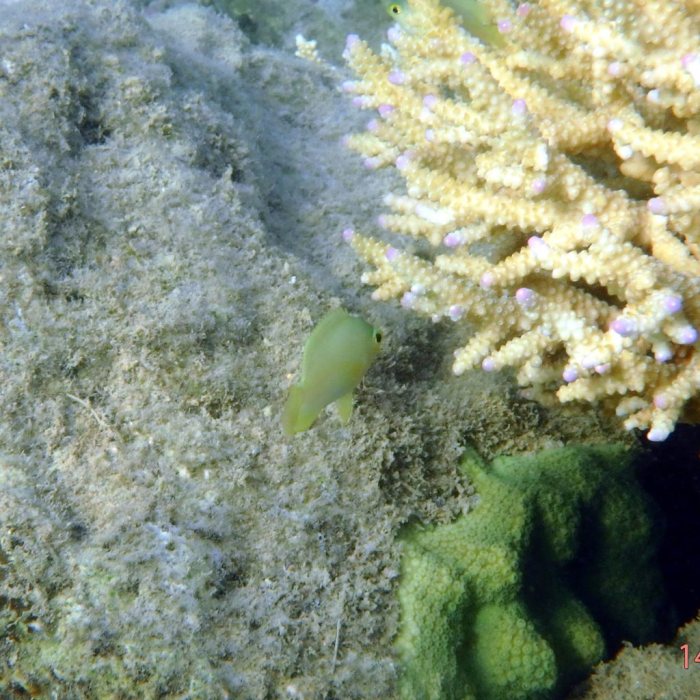 Pomacentrus moluccensis