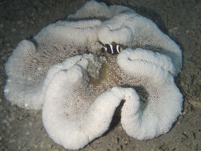 Amphiprion akindynos