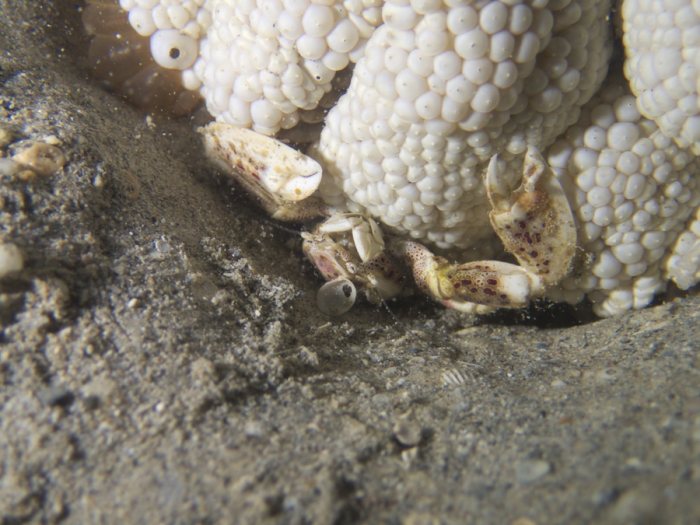 Crabe