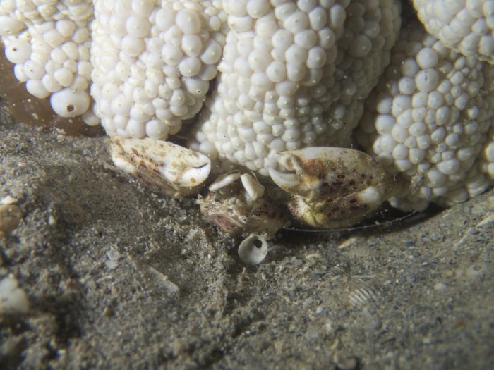 Crabe