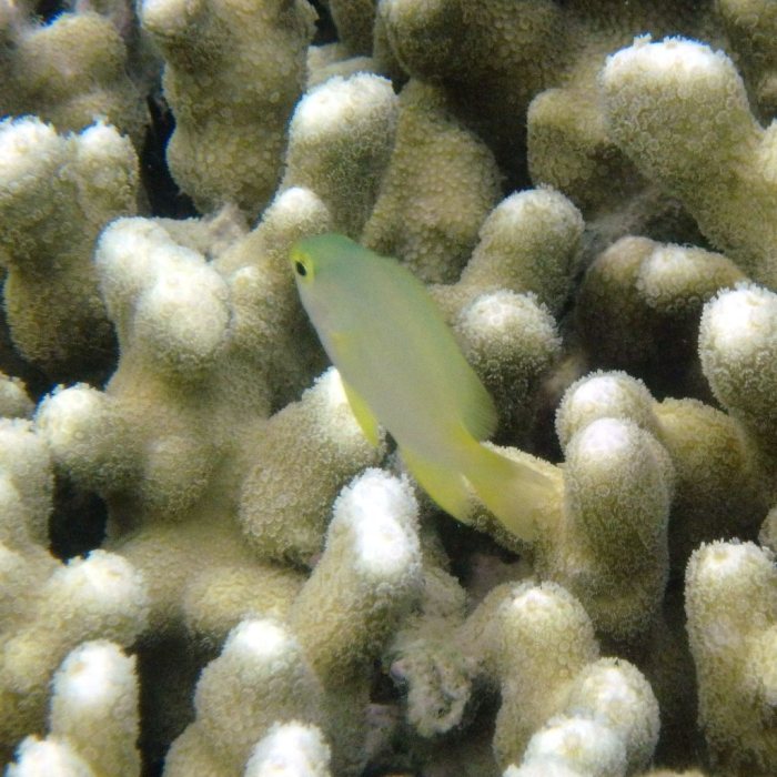 Pomacentrus moluccensis