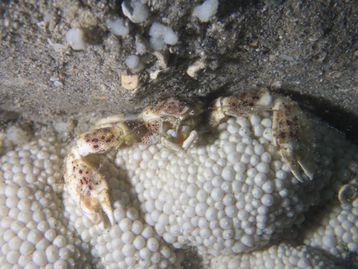 Crabe