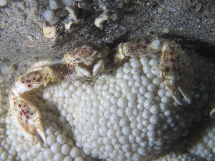 Crabe