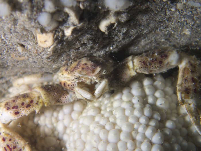 Crabe
