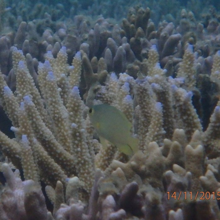 Pomacentrus moluccensis