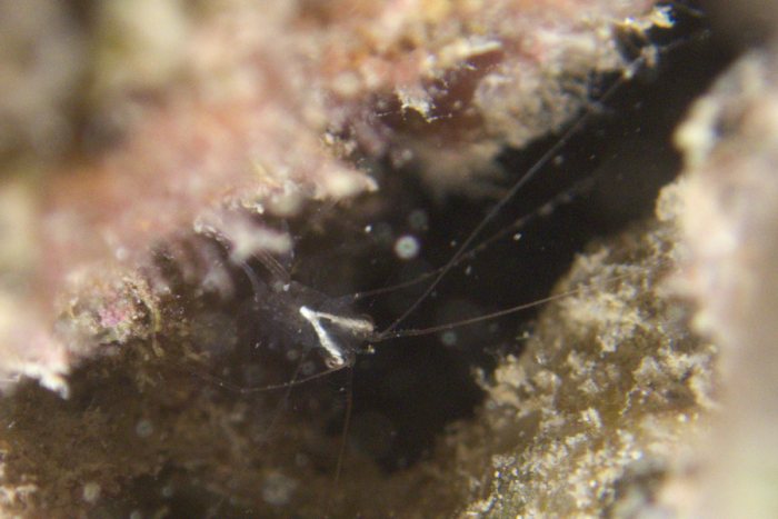 Crevette