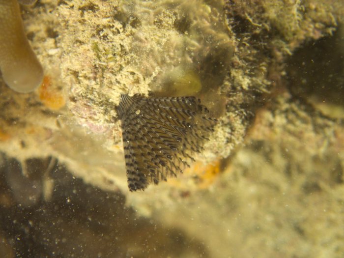 Sabellastarte sp.