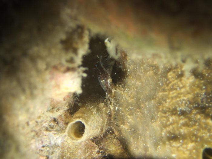 Crabe