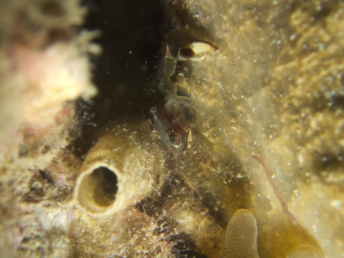 Crabe