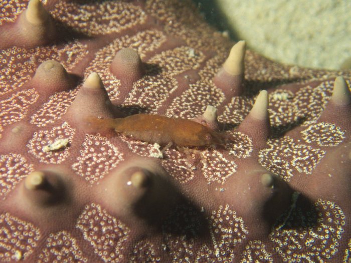 Zenopontonia soror