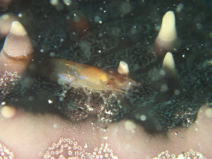 Zenopontonia soror