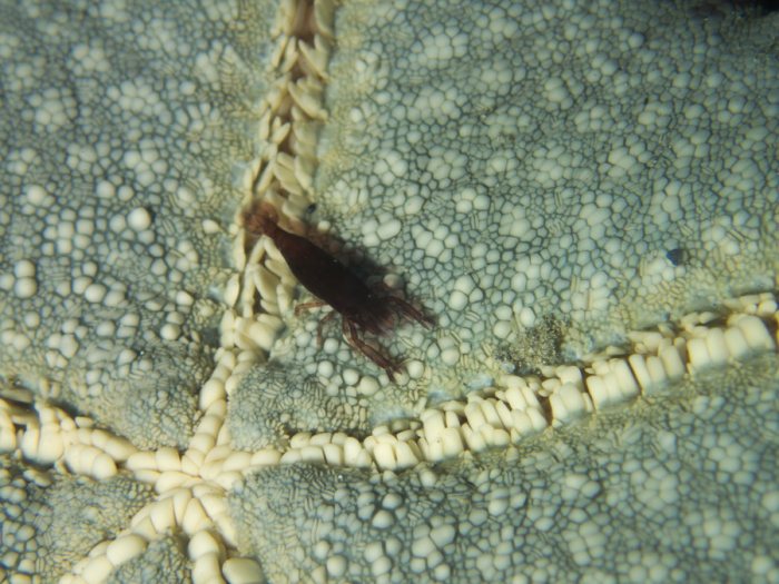 Zenopontonia soror