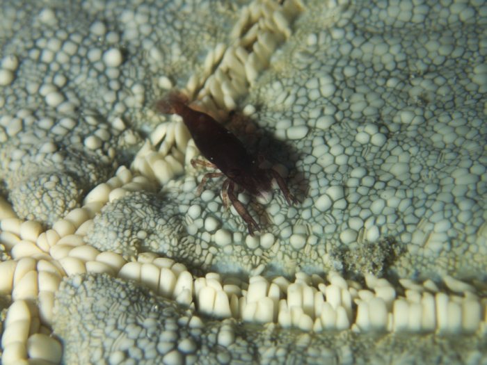 Zenopontonia soror