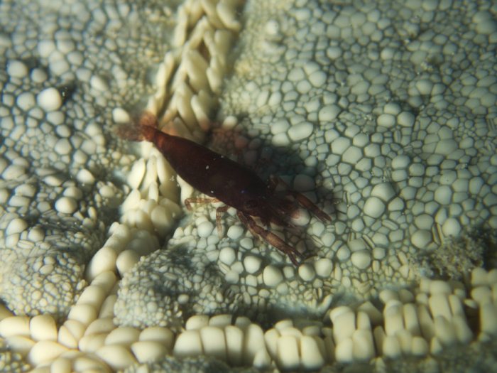 Zenopontonia soror