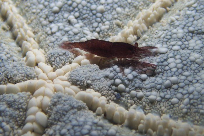 Zenopontonia soror