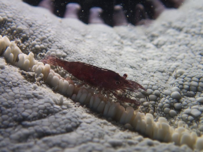 Zenopontonia soror