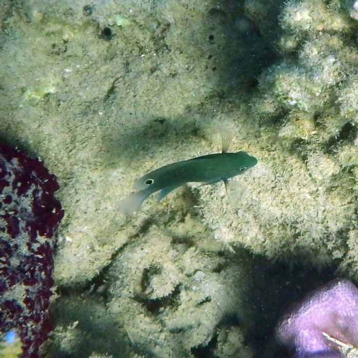 Pomacentrus nakasakiensis