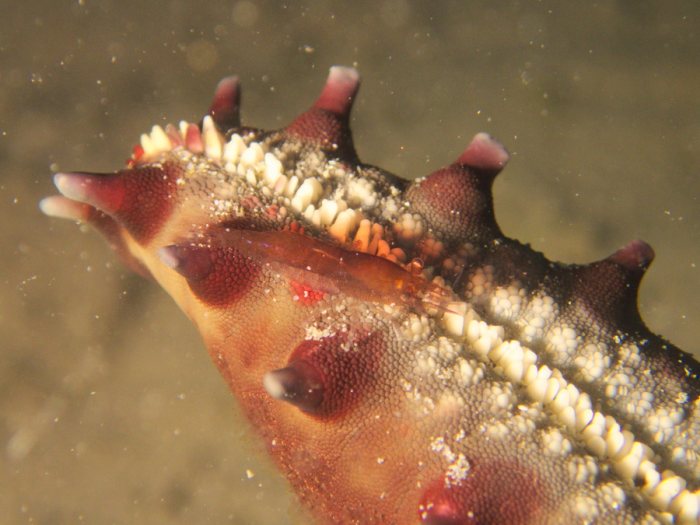 Zenopontonia soror