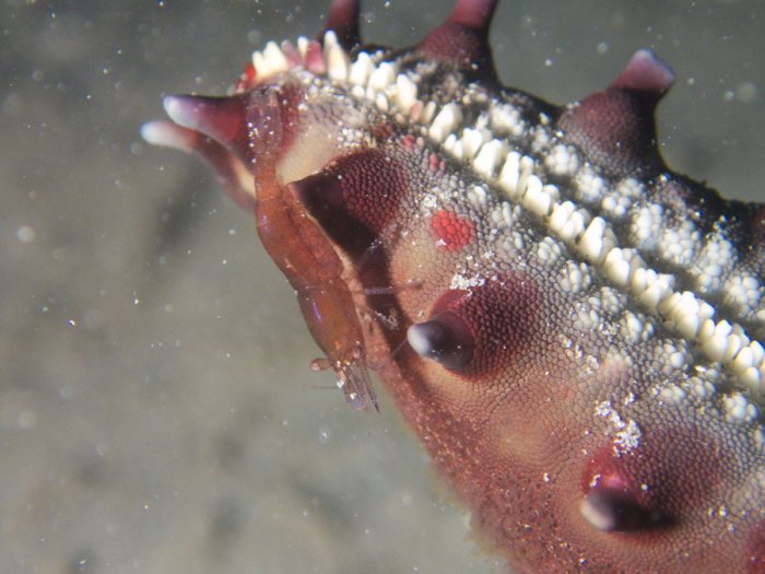 Zenopontonia soror