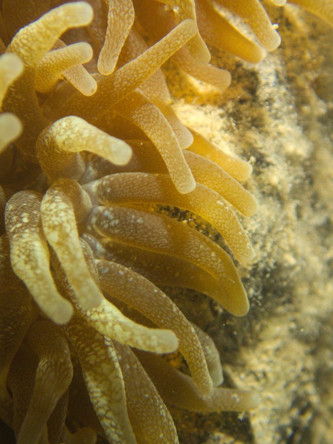 Anémone de mer