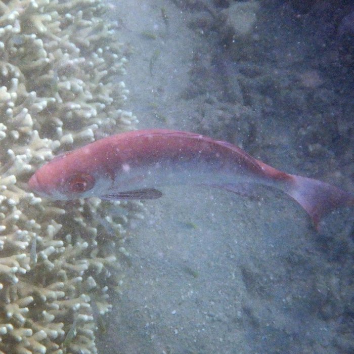 Epinephelus fasciatus