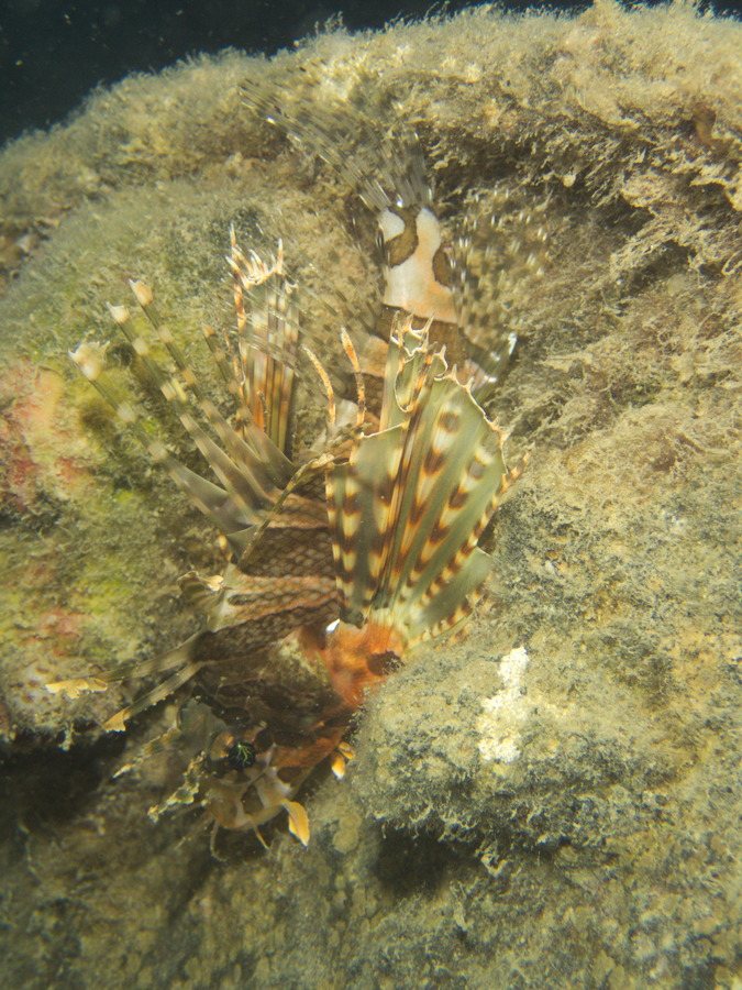 Dendrochirus zebra